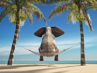 Papier peint photo Éléphant Éléphant rêveur dans un hamac  © Orlando Florin Rosu