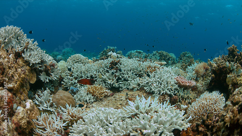 Coral bleaching occurs when sea surface temperatures rise.