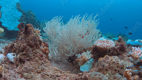 Coral bleaching occurs when sea surface temperatures rise.