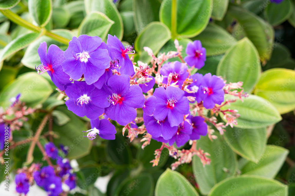 Flowers Flowers