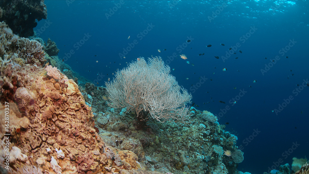 Fototapeta premium Coral bleaching occurs when sea surface temperatures rise.