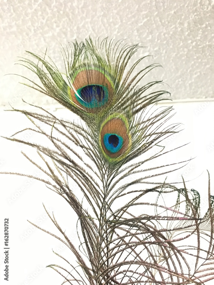 Fototapeta premium Pluma 