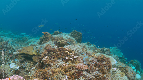 Coral bleaching occurs when sea surface temperatures rise. © sabangvideo