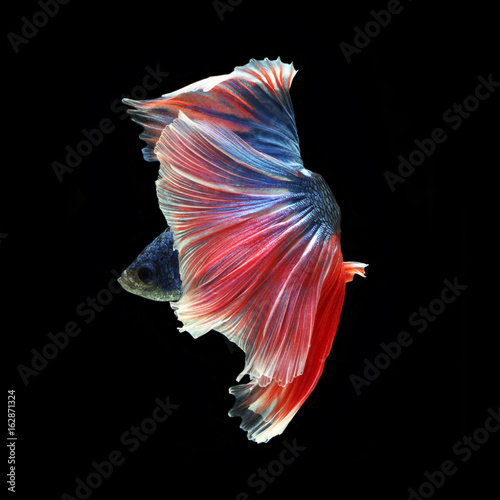 Halfmoon Betta on black background. Beautiful fish. Swimming flutter tail flutter. photo