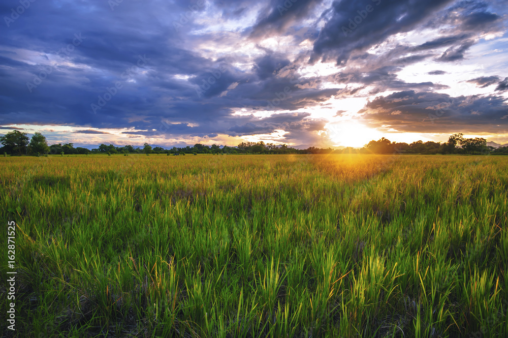 Landscape of sunset on a rice field in Thailand