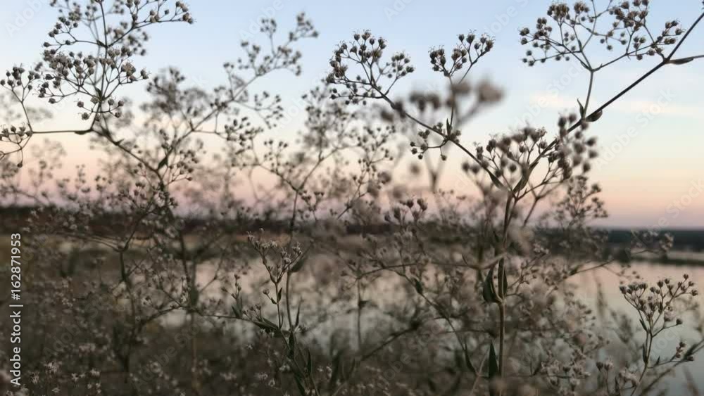 dry small flowers against the backdrop of the beautiful sky and Lake dry small flowers against the backdrop of the beautiful sky and Lake