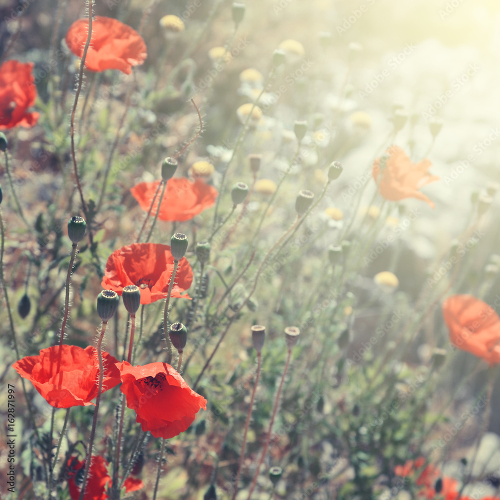 Obraz premium Blooming Poppy Flowers