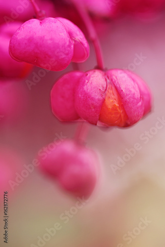 Abstract floral natural floral background in pink tones