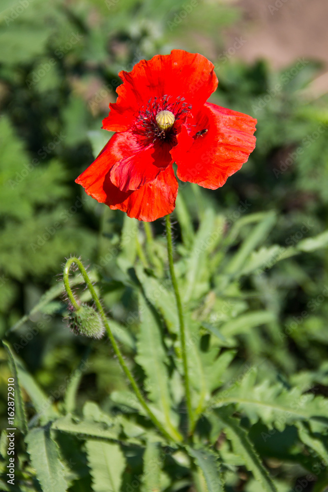 Red poppy flower on the meadow Red poppy flower on the meadow