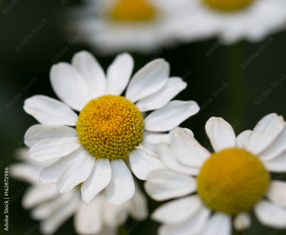 Fototapeta premium Chamomile flowers