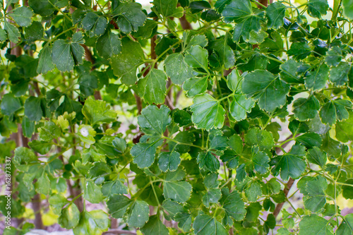 Leaves that form a wall