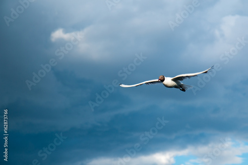 One river gull flies over the lake against a background of thunderclouds in cloudy weather photo