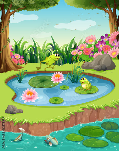 Frogs and fish in the pond