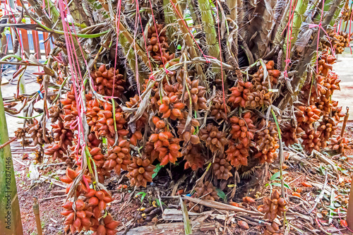 Salacca wallichiana photo