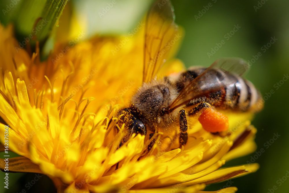 Bee on a yellow dandelion flower collecting pollen and gathering nectar to produce honey in the hive Bee on a yellow dandelion flower collecting pollen and gathering nectar to produce honey in the hive