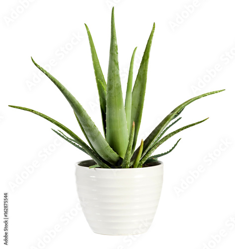 Isolated fresh Aloe vera plant in a flowerpot photo