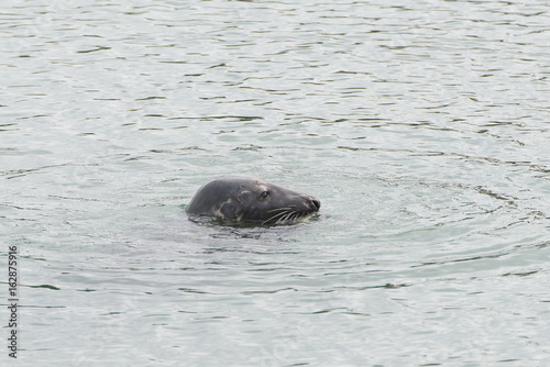 Seal, pinniped in the sea, head, profile
