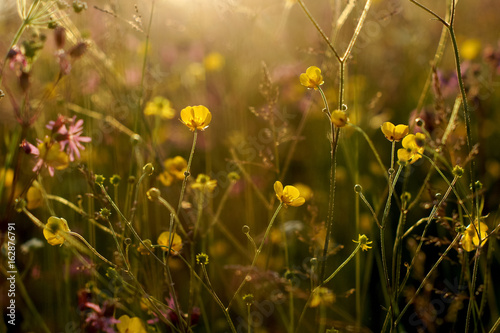 Blooming yellow buttercup flowers (ranunculus) in meadow with selective focus photographed  under natural sunlight at summer day before sunset.  © Violetka