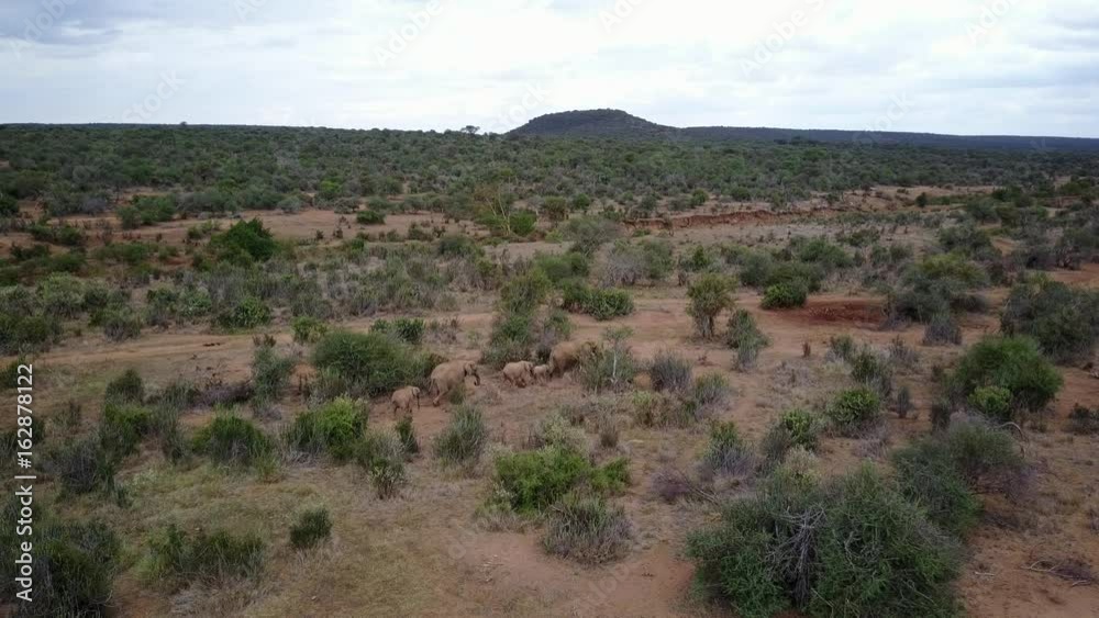 African Elephants, filmed from above with aerial drone African Elephants, filmed from above with aerial drone