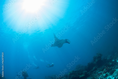Wonderful and beautiful underwater world with SCUBA diver playing with Stingrays