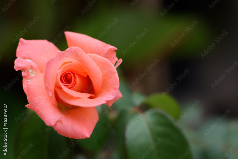 Drops of water on the beautiful orange rose. Drops of water on the beautiful orange rose.