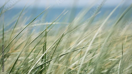 Blades of grass, blowing in the wind in front of a beach in slow motion