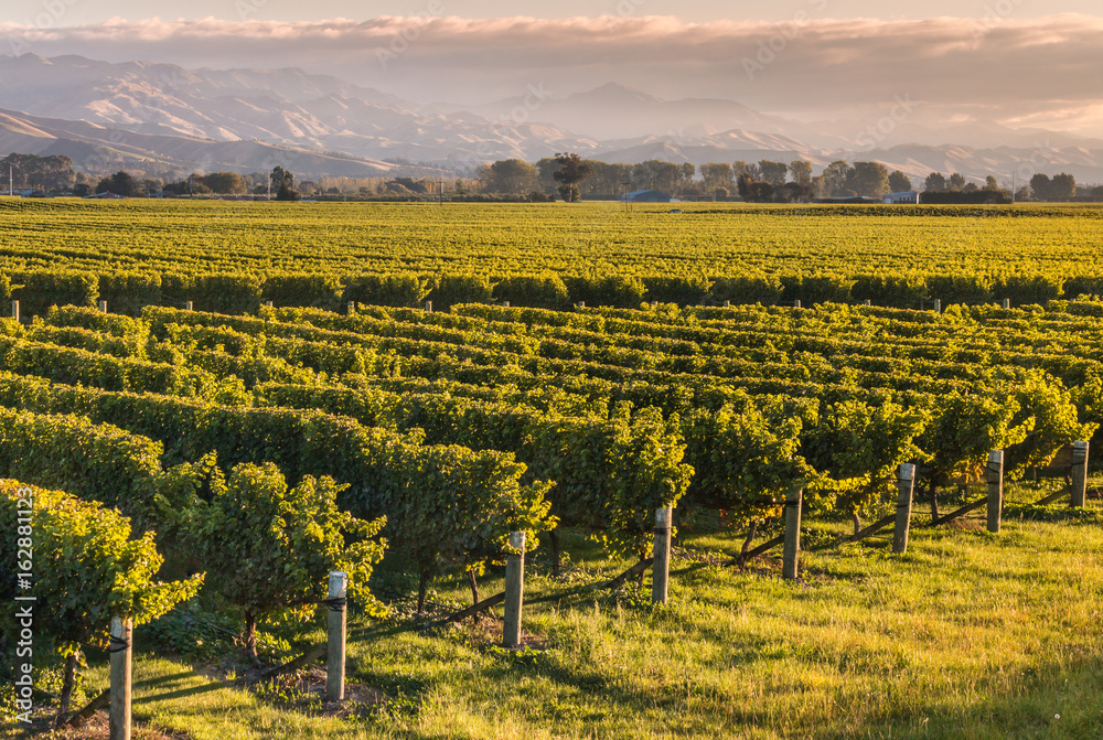 rows of grapevine growing in New Zealand vineyard at sunset