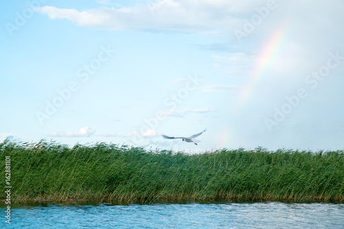 A flock of river gulls flies above the surface of the lake's water against the background of the sky and reeds photo