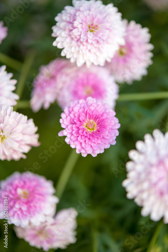 小菊ピンポン菊