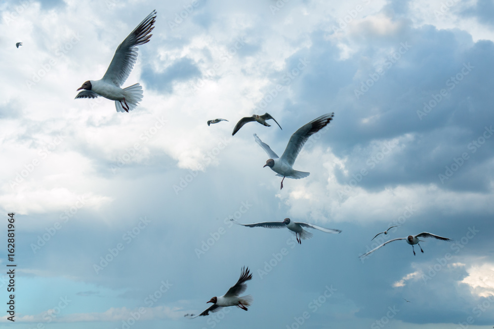 A flock of river gulls flies against the background of the sky and reeds in cloudy weather