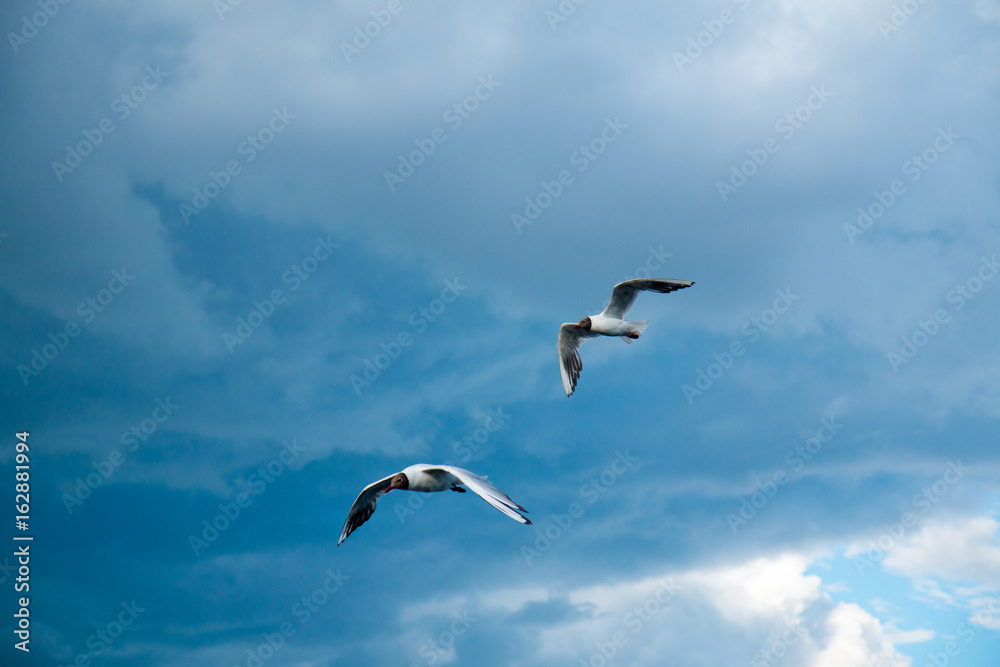 A flock of river gulls flies above the surface of the lake's water against the background of the sky and reeds