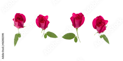 Pink rose with leaves isolated on white background for valentine s day or romantic event. selective focus 