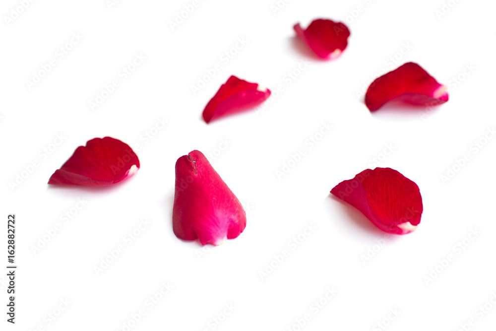 Red rose petals isolated on white background for valentine background or romantic event.(selective focus) Red rose petals isolated on white background for valentine background or romantic event.(selective focus)