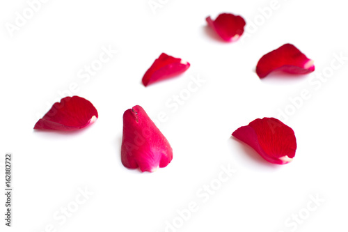 Red rose petals isolated on white background for valentine background or romantic event.(selective focus) © akkalak