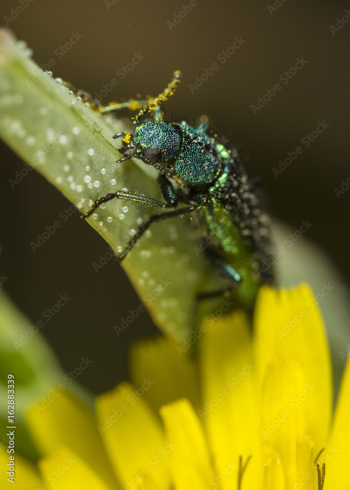 Naklejka premium Escarabajo recubierto de polen