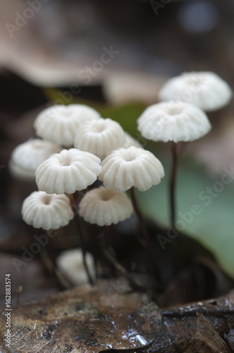 Marasmius wettsteinii musrooms photo