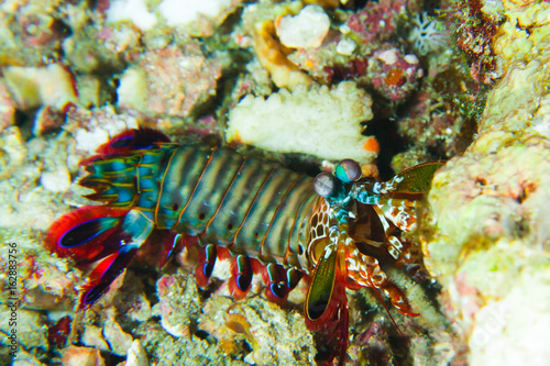 Wonderful and beautiful underwater world of Mantis shrimps, or stomatopods, are marine crustaceans