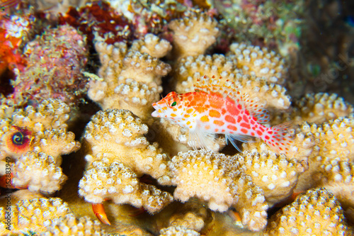 Wonderful and beautiful underwater world with corals and  fish