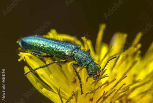 Escarabajo sobre flor amarilla