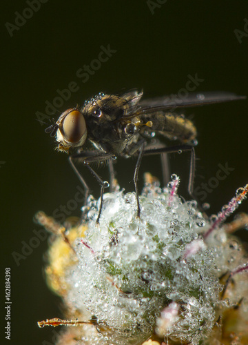 Mosca sobre posadero mojado