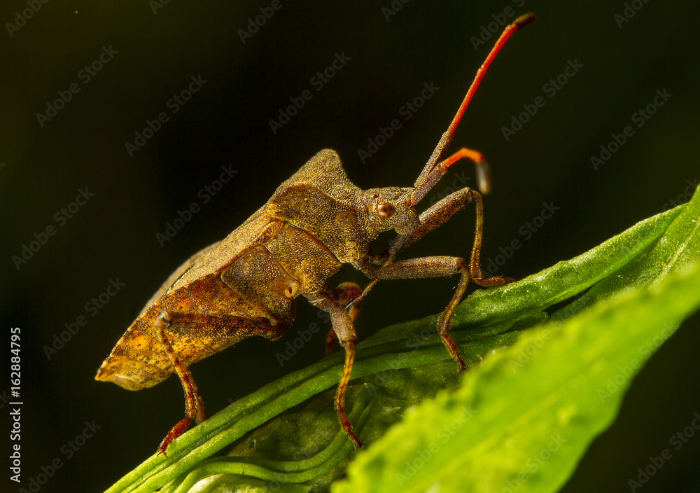 Escarabajo con trompa