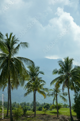 A tropical landscape with palm trees on the cloudy sky.