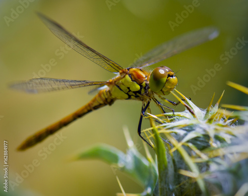 Valokuvatapetti Libélula