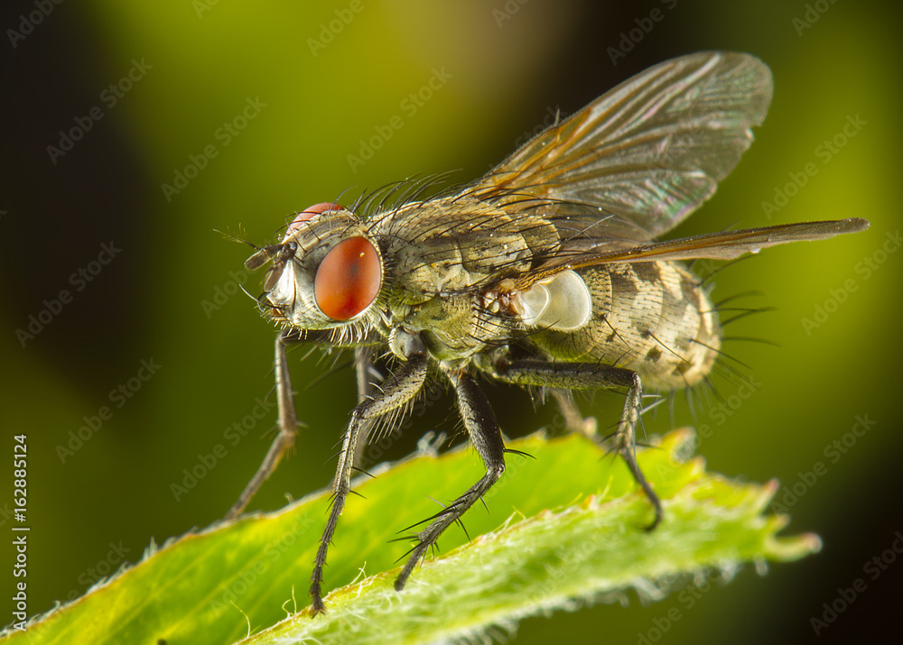 Macrofotografía de mosca