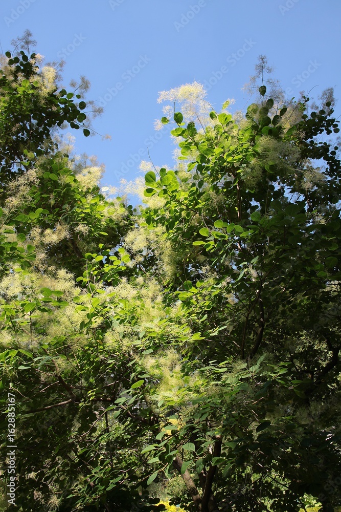 Fototapeta premium Elaeagnus angustifolia tree blossoming
