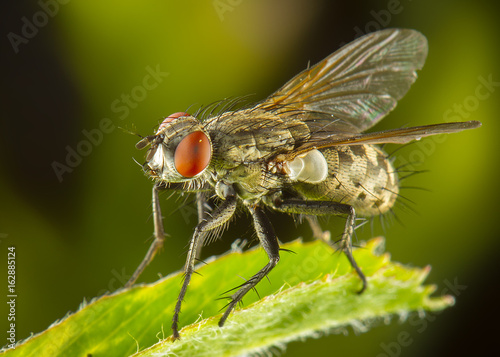 Macrofotografía de mosca © Eduardo Gonzalez