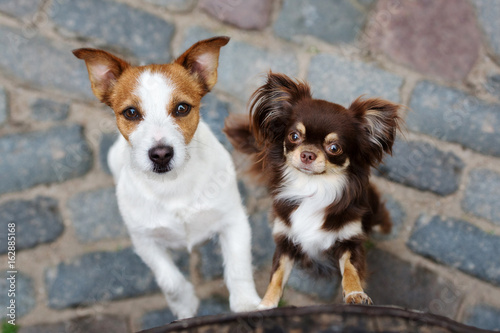 jack russell terrier and chihuahua dogs posing together © otsphoto