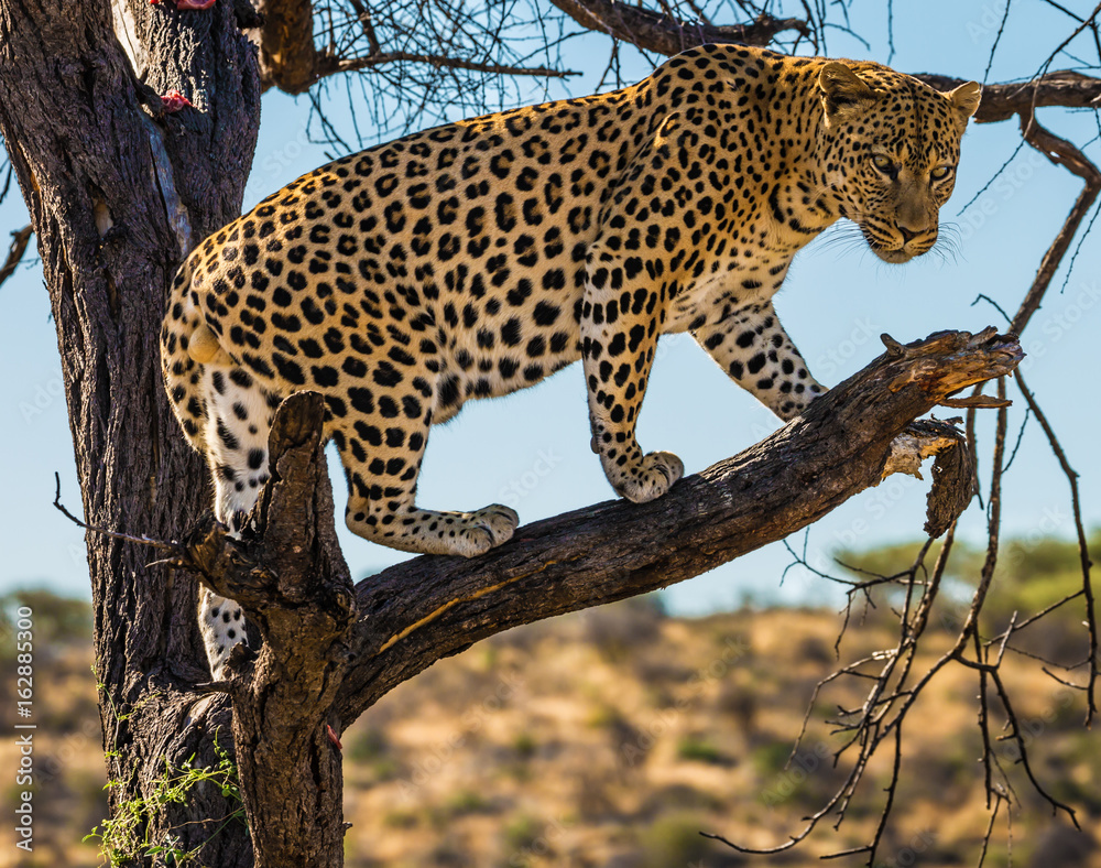 Naklejka premium Spotted african leopard climbed a tree