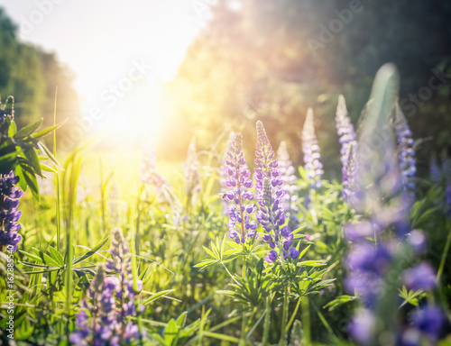 Beautiful summer floral background, lupine flowers in the sunset in a summer forest