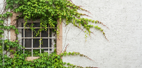 Old window with a lattice covered with grape leaves, a minimalistic view with a white textured wall background, Walldorf, Germany.